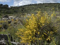 E, Caceres, Torrejon el Rubio, Rio Almonte 33, Saxifraga-Willem van Kruijsbergen