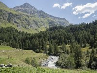 CH, Graubuenden, Stampa, Malojapass 7, Saxifraga-Willem van Kruijsbergen