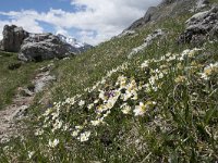 I, Belluno, Livinallongo del Col di Lana, Arabba, Bec de Roces 32, Saxifraga-Willem van Kruijsbergen