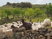 I, Caltanissetta, Mazzarino 3, Saxifraga-Hans Dekker