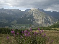 I, Lombardia, Stelvio National Park, Livigno 1, Saxifraga-Marijke Verhagen