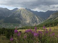 I, Lombardia, Stelvio National Park, Livigno 2, Saxifraga-Marijke Verhagen