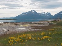 N, Nordland, Hamaroy, Skutvik 8, Saxifraga-Hans Dekker