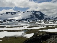 N, Oppland, Lom, Fanarakbreen 4, Saxifraga-Willem van Kruijsbergen