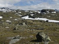 N, Oppland, Lom, Sognefjell 19, Saxifraga-Jan van der Straaten