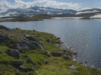 N, Oppland, Lom, Sognefjellet 3, Saxifraga-Jan van der Straaten