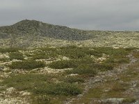 N, Oppland, Sel, Anaripiggen 1, Saxifraga-Willem van Kruijsbergen