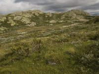 N, Oppland, Sel, Holtjonne 3, Saxifraga-Willem van Kruijsbergen