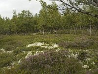 N, Oppland, Sel, Karihaugen 13, Saxifraga-Willem van Kruijsbergen