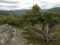 N, Oppland, Sel, Kluftaathaugen 3, Saxifraga-Willem van Kruijsbergen