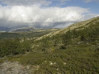 N, Oppland, Sel, Rondane 3, Saxifraga-Willem van Kruijsbergen