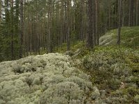 N, Oppland, Sel, Sjoa 5, Saxifraga-Willem van Kruijsbergen