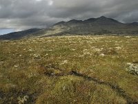 N, Oppland, Sel, Smiubelgin 5, Saxifraga-Willem van Kruijsbergen.