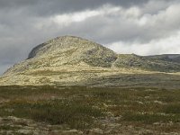 N, Oppland, Sel, Sore Skorutberget 1, Saxifraga-Willem van Kruijsbergen