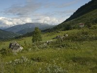 N, Sogn og Fjordane, Sogndal, Kollsetestolen 1, Saxifraga-Willem van Kruijsbergen