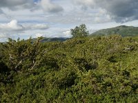 N, Sogn og Fjordane, Sogndal, Skavasshaugane 7, Saxifraga-Willem van Kruijsbergen