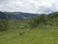 N, Sogn og Fjordane, Sogndal, Stedjekammen 3, Saxifraga-Willem van Kruijsbergen