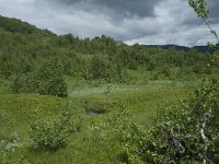 N, Sogn og Fjordane, Sogndal, Stedjekammen 6, Saxifraga-Willem van Kruijsbergen