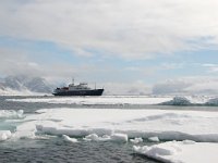 NO, Spitsbergen, Fuglesangen 18, Saxifraga-Bart Vastenhouw