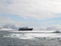 NO, Spitsbergen, Fuglesangen 31, Saxifraga-Bart Vastenhouw