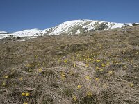 E, Avila, San Juan de Gredos, Senda de la Laguna Grande 15, Saxifraga-Willem van Kruijsbergen