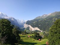 CH, Bern, Lauterbrunnen, Wengen 3, Saxifraga-Bart Vastenhouw