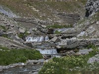 CH, Graubuenden, Val Muestair, Stilfserjoch 3, Saxifraga-Luuk Vermeer