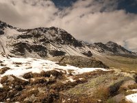 CH, Graubuenden, Zernez, Susasca Fluelapass 8, Saxifraga-Bas Klaver