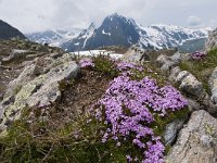 CH, Ticino, Airolo, Nufenenpas 2, Saxifraga-Luuk Vermeer