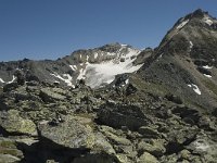 CH, Wallis, Anniviers, Bella Tola 1, Saxifraga-Willem van Kruijsbergen