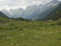 CH, Wallis, Blatten, Loetschental 16, Saxifraga-Willem van Kruijsbergen