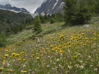 CH, Wallis, Blatten, Loetschental 28, Saxifraga-Willem van Kruijsbergen