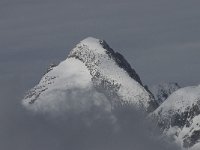 CH, Wallis, Fiesch, Eggishorn, Oberaarhorn 1, Saxifraga-Willem van Kruijsbergen