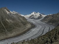 CH, Wallis, Fiesch, Groszer Aletschgletscher 1, Saxifraga-Jan van der Straaten