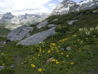 CH, Wallis, Leukerbad, Lammerenhuette 3, Saxifraga-Willem van Kruijsbergen