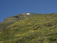 CH, Wallis, Leukerbad, Rinderhuette 6, Saxifraga-Willem van Kruijsbergen