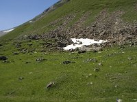 CH, Wallis, Leukerbad, Rinderhuette-Wysse See 17, Saxifraga-Willem van Kruijsbergen