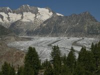 CH, Wallis, Riederalp, Aletschwald 17, Saxifraga-Willem van Kruijsbergen