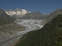 CH, Wallis, Riederalp, Aletschwald 20, Saxifraga-Willem van Kruijsbergen