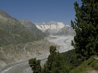 CH, Wallis, Riederalp, Aletschwald 21, Saxifraga-Willem van Kruijsbergen