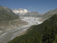 CH, Wallis, Riederalp, Aletschwald 25, Saxifraga-Willem van Kruijsbergen