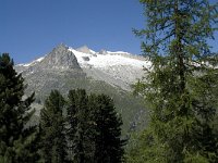 CH, Wallis, Riederalp, Driestgletscher 2, Saxifraga-Willem van Kruijsbergen