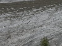 CH, Wallis, Riederalp, Grosser Aletschgletscher 26, Saxifraga-Willem van Kruijsbergen