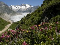 CH, Wallis, Riederalp, Grosser Aletschgletscher 50, Saxifraga-Willem van Kruijsbergen