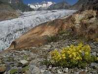 CH, Wallis, Riederalp, Grosser Aletschgletscher 51, Saxifraga-Willem van Kruijsbergen