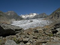 CH, Wallis, Riederalp, Grosser Aletschgletscher 7, Saxifraga-Willem van Kruijsbergen