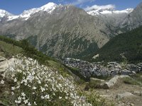 CH, Wallis, Saas Fee, Weissmies 6, Saxifraga-Willem van Kruijsbergen