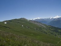 CH, Wallis, Leukerbad, Rinderhuette 5, Saxifraga-Willem van Kruijsbergen