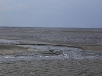 NL, Friesland, Ameland, Dantziggat 12, Saxifraga-Hans Boll