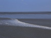 NL, Friesland, Ameland, Dantziggat 20, Saxifraga-Hans Boll